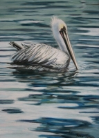 Santa Barbara Pelican