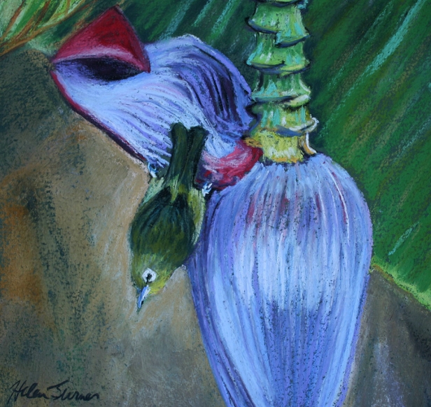Mejiro on Banana Flower, Pastel artwork by Kauai artist Helen Turner